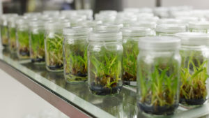 Tissue Culture