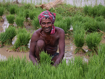 Methods of Raising Rice Seedlings