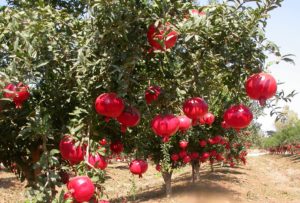 Bunches of Pomegranate