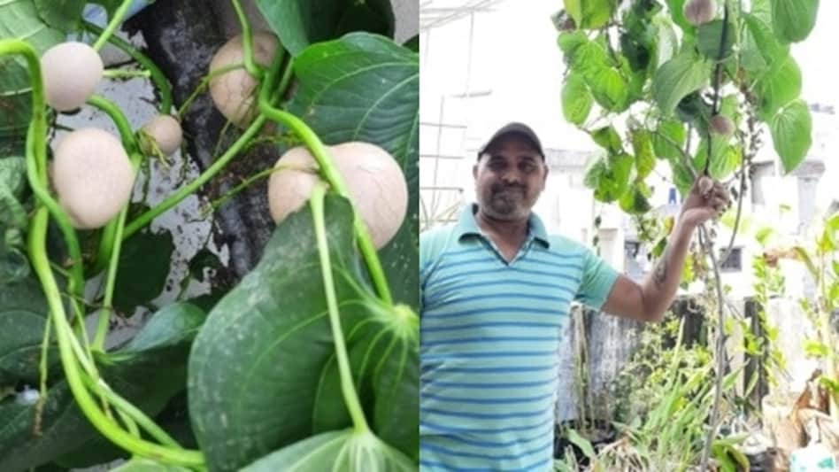 Potato Cultivation