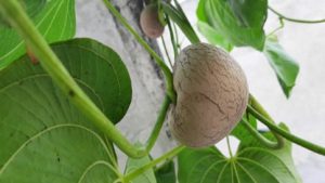 Potato Cultivation