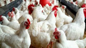 poultry farming