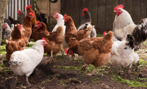 poultry farming business