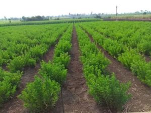 Stevia cultivation