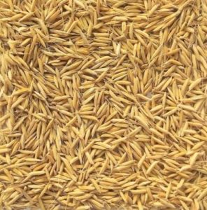 Basmati Seed