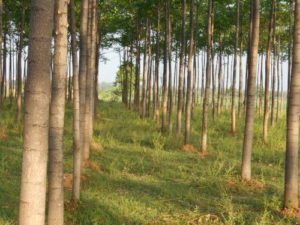 Sandalwood Cultivating 