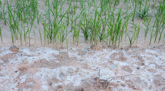 Saline soil in rice field