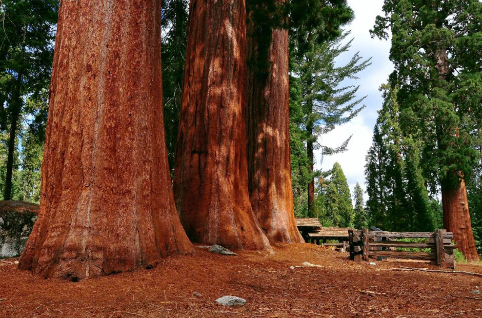 Mahogany Farming