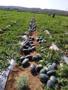 Women Farmers