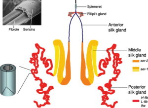 Silk Glands Making