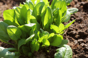 Spinach Cultivation