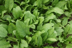 Spinach Cultivation