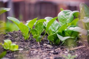 Spinach Cultivation