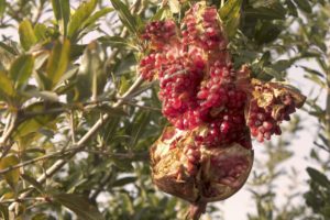 Fruit Cracking in Pomegranate