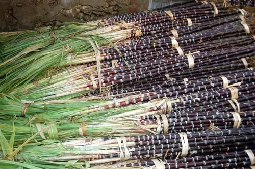 Black Sugarcane