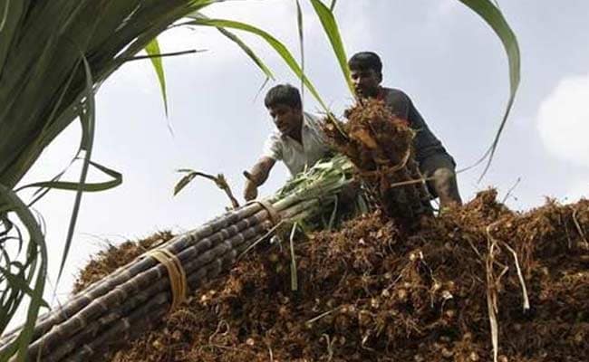 sugarcane farming