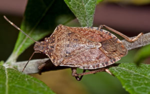 Stink Bugs