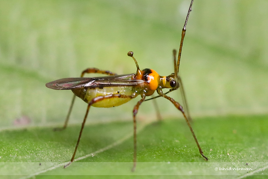 Tea Mosquito Bug