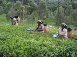 Vegetables Plucking