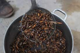 Winged Termite Roast