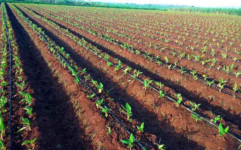 Turmeric Farming