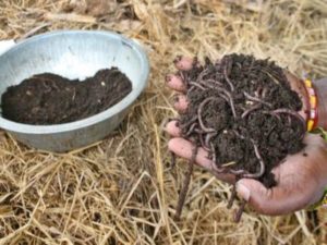 Earthworm Compost