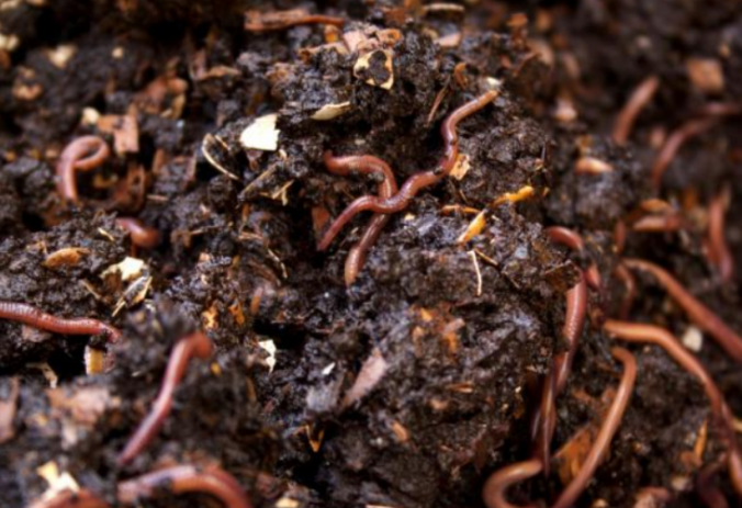 earthworm compost