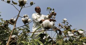 Bt Cotton