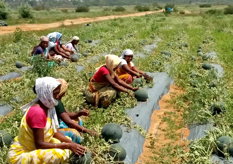 Women Farmers