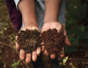 soil nutrients