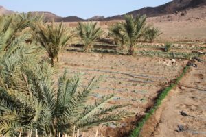 Israel Agriculture