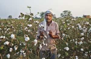 Cotton Farming