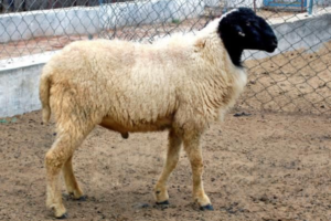 Gaddi Sheep