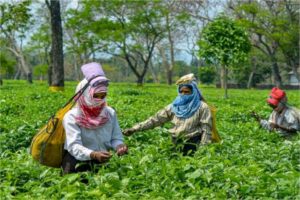 Tea Plants