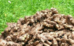 Ginger Farmers