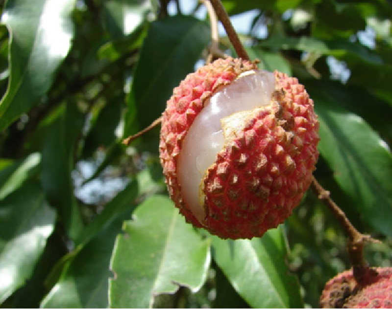 Litchi