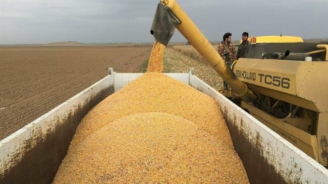 Wheat Production