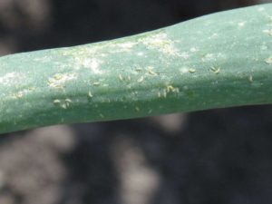 Thrips Management