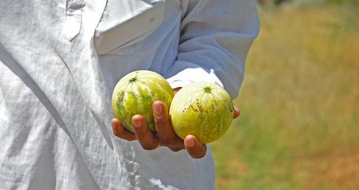 Indian origin growing vegetables in the desert