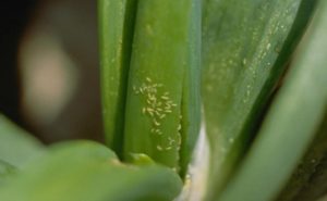 Thrips Management