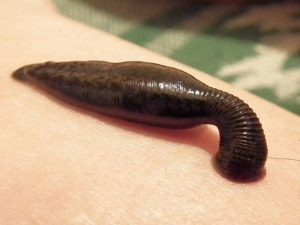 Leech 