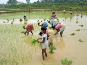 Subsidy For paddy