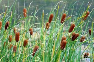 Acorus Calamus