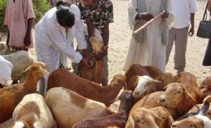 Goat Farming