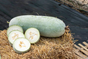 Ash Gourd Health Benefits