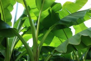 Banana Leaf Benefits