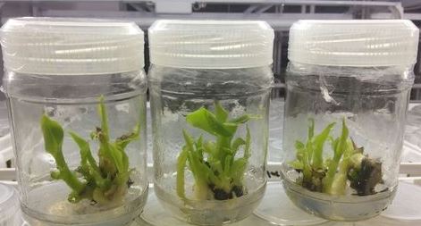 Tissue Culture