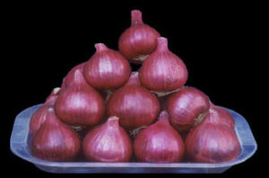 Onion Cultivation