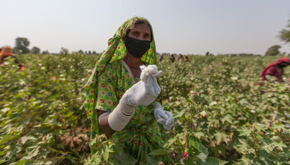 Cotton Farming