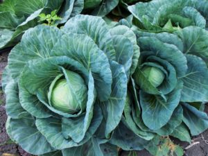 Cabbage Crop